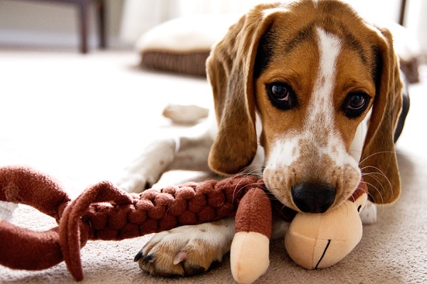 3 brinquedos que o seu cachorro deveria ter