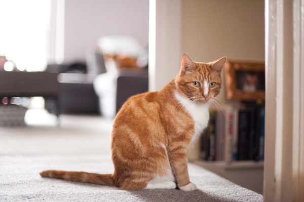 4 perigos escondidos dentro da sua casa para o seu gato