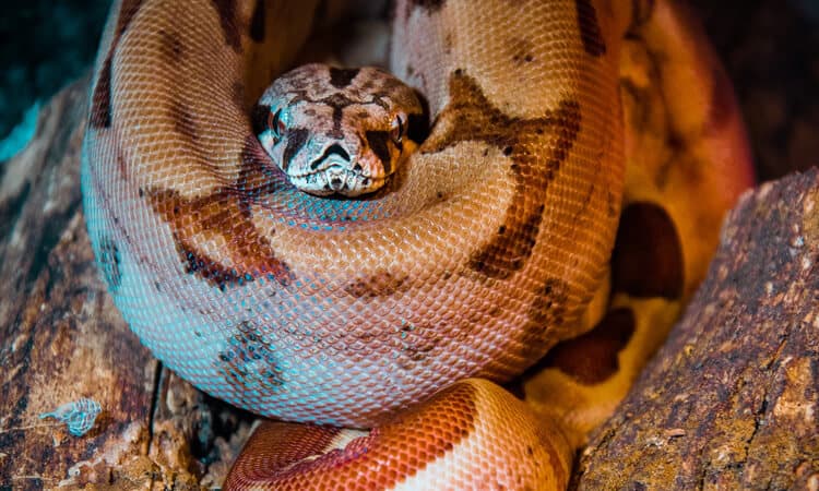 A jiboia pode ser um pet? Descubra curiosidades e se é seguro ter uma