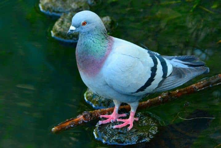 Animais com penas que podem ser encontrados no Brasil