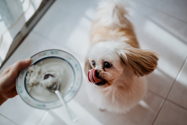 Cachorro pode comer arroz e feijão?