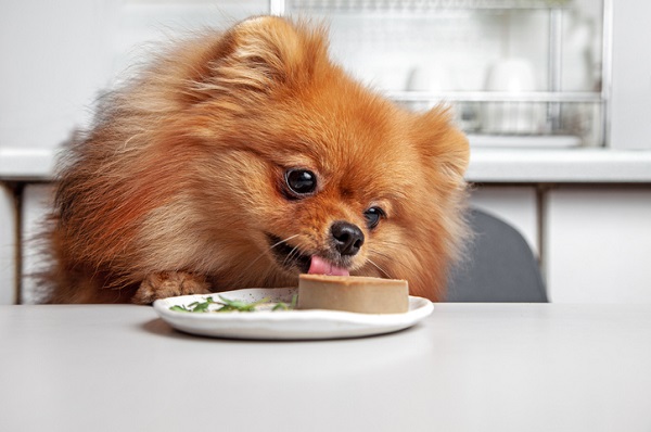 Cachorro pode comer fígado de galinha?