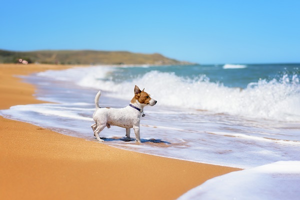 Cachorro pode entrar no mar?