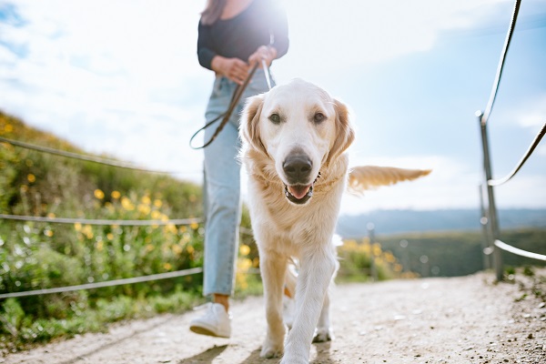 Cachorro pode entrar no zoológico?