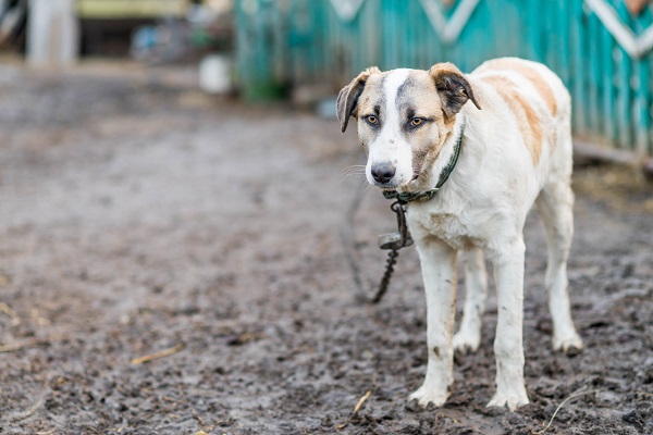 Cachorro pode ficar preso na corrente?