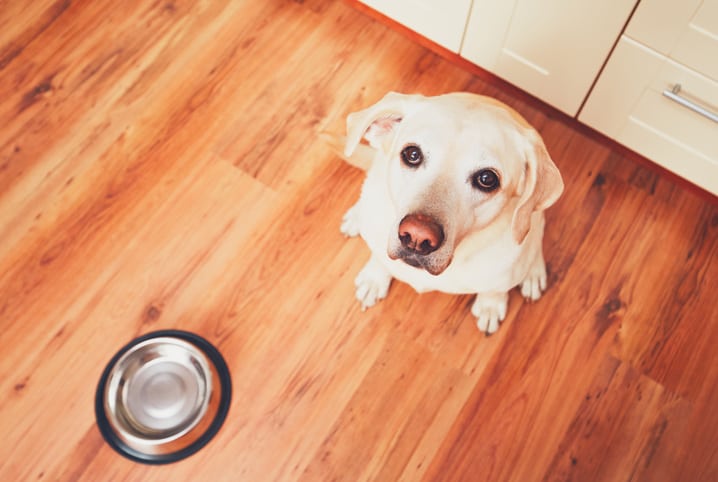 Cachorro pode tomar chá de hortelã? Quais são os benefícios?