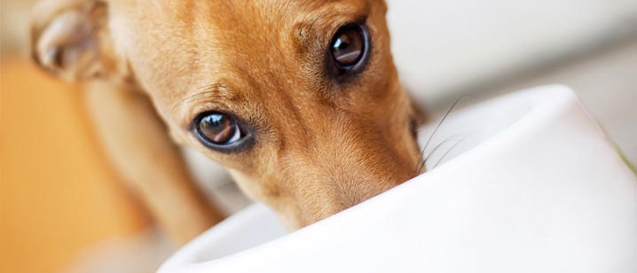 Cachorro pode tomar vitamina de abacate? Descubra