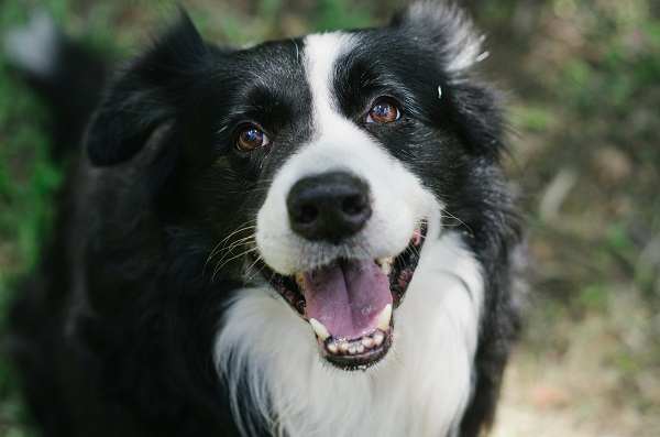 Cachorro pode usar aparelho?