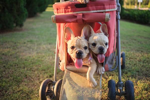 Carrinho para cachorro: necessidade ou futilidade?