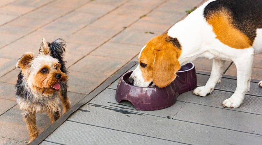 Como cachorro bebe água: você sabe como acontece?