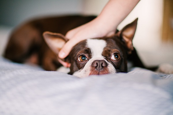 Como interagir com cachorro desconhecido