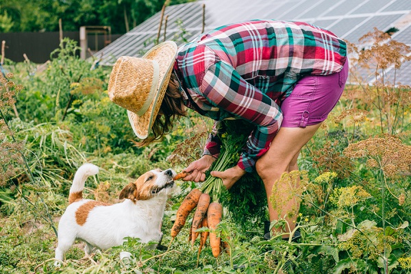 Como oferecer vegetais para os cães?