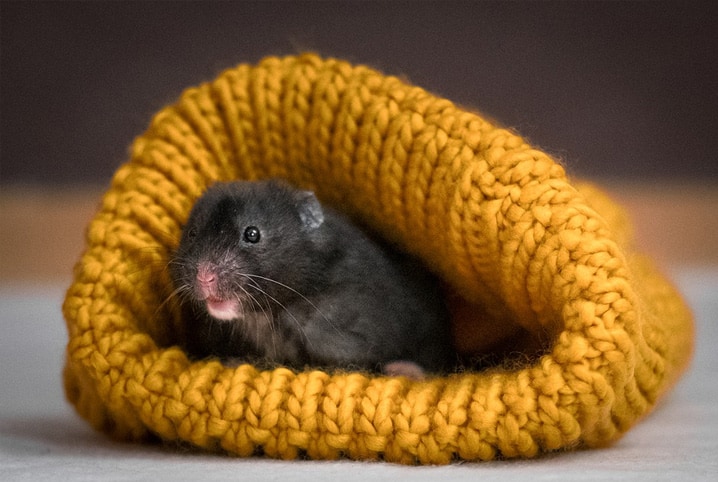 Conheça tudo sobre o hamster preto