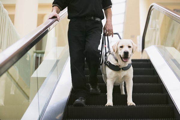 Dia Internacional do Cão-Guia: Petlove&Co apadrinha três futuros cães-guia