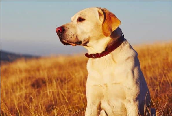 Dia Internacional do Cão-guia: descubra algumas curiosidades