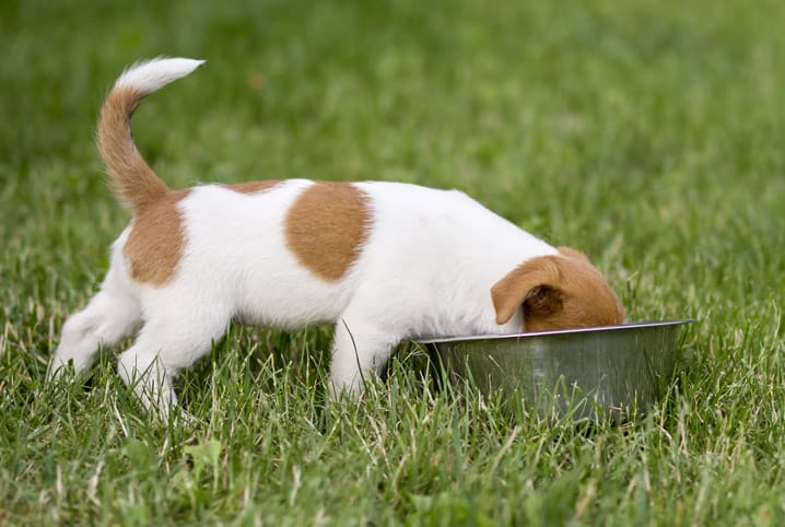 É verdade que cachorro pode tomar refrigerante?