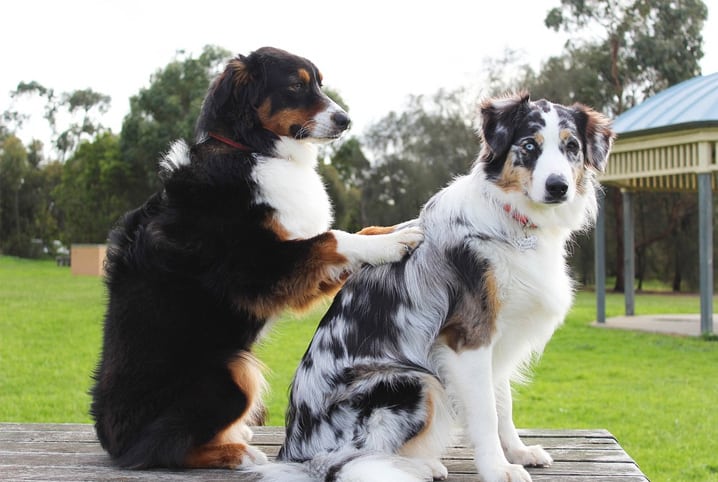 Entenda o que é matilha e por que ela é importante para o cão