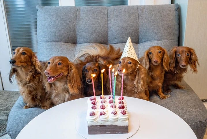 Entenda por que você precisa saber qual é o coletivo de cães