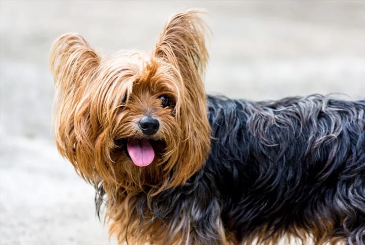 O que é um cachorro hipoalergênico? Conheça algumas raças