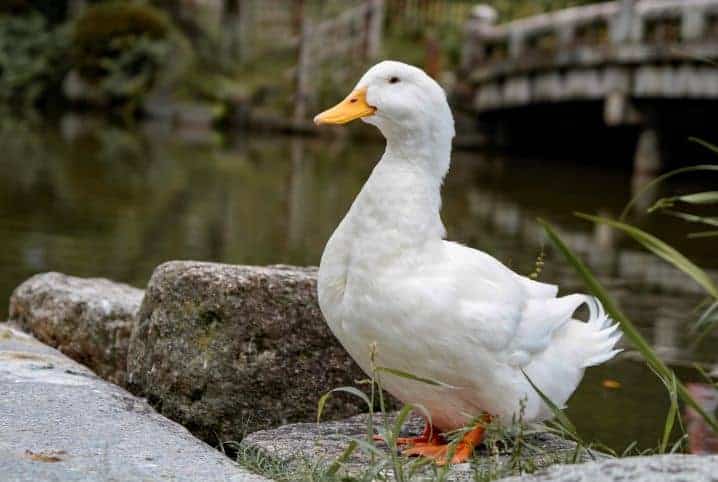 O que pato come: saiba tudo sobre a alimentação desse animal