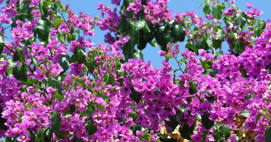 Passo a passo de como cuidar de bougainville