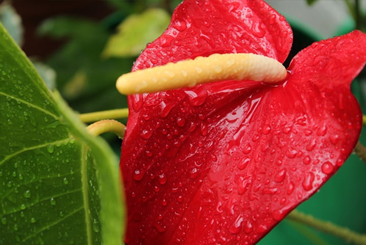 Por onde as plantas respiram? Entenda como funciona esse processo