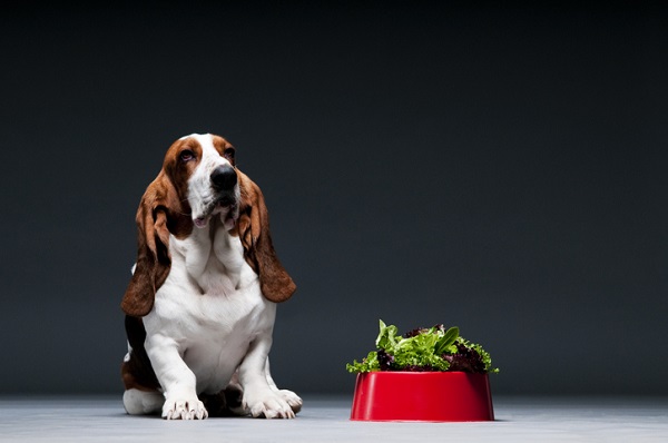 Quais vegetais o cachorro pode comer?