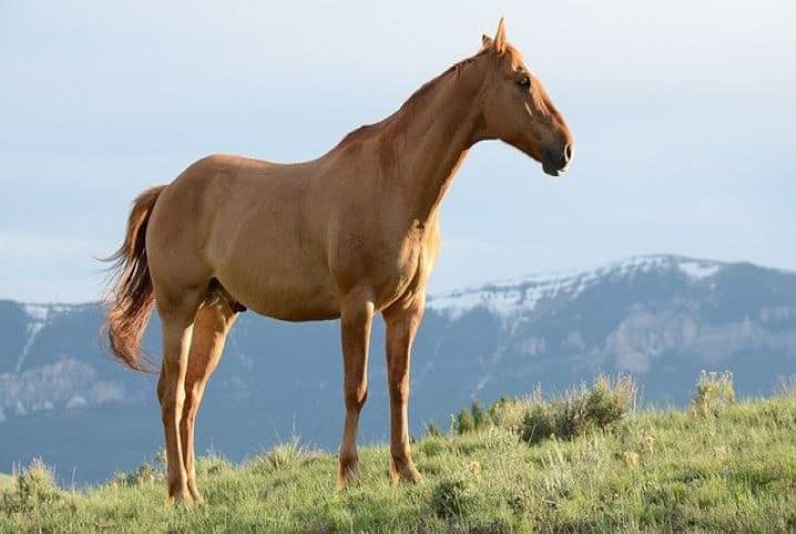 Quer saber qual é o coletivo de cavalo? Descubra aqui!