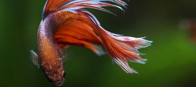 Quiz – Mitos e verdades sobre o peixe betta: teste seus conhecimentos sobre a espécie