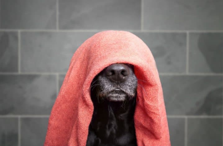 Saiba tudo sobre shampoo a seco para cachorro