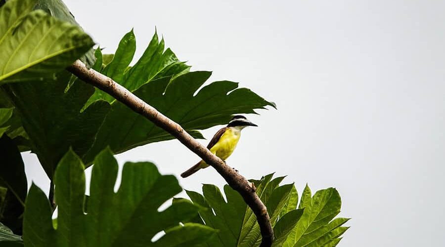 Tudo o que você precisa saber sobre o pássaro bem-te-vi