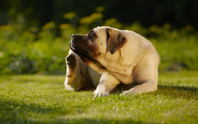 Cachorro com alergia à pulga: saiba os principais cuidados