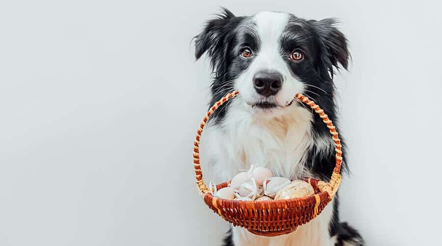 Cachorro filhote pode comer ovo cozido? Descubra os benefícios do alimento