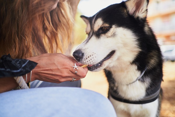 Cachorro pode comer bolacha água e sal?