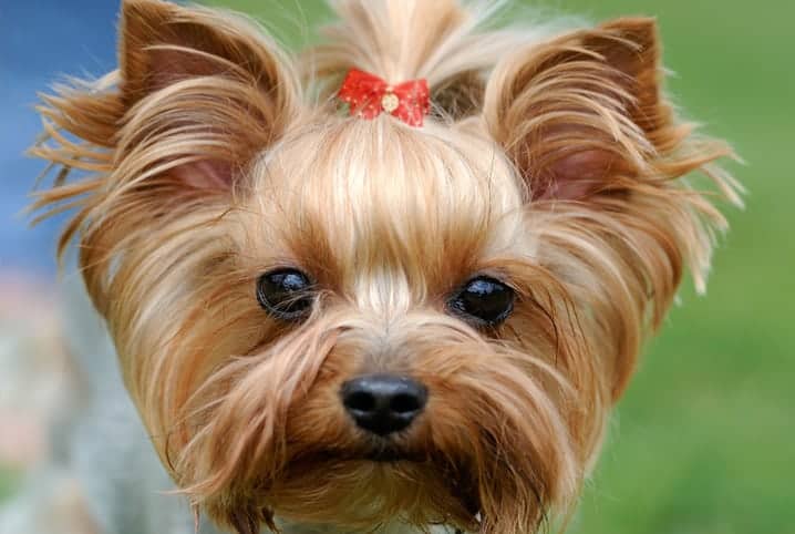 Cachorro pode comer bolacha de maisena? O petisco é gostoso, mas será que é permitido?