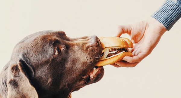 Cachorro pode comer hambúrguer?