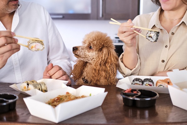 Cachorro pode comer kani?