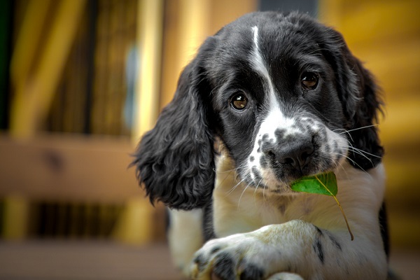 Cachorro pode comer manjericão?