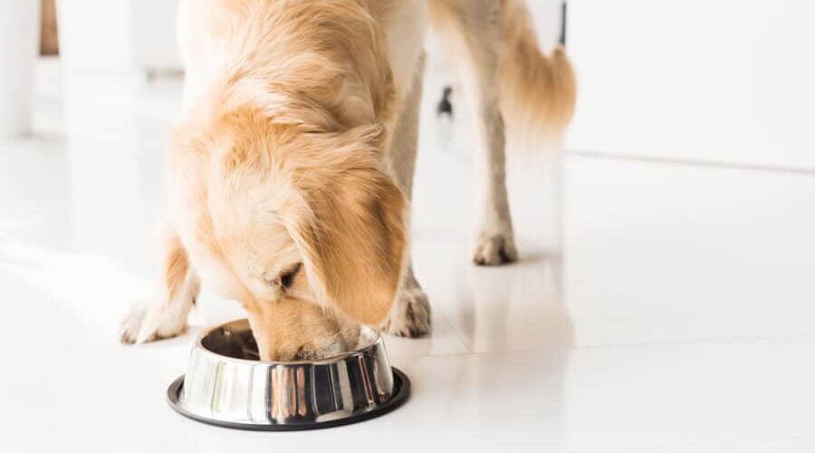 Cachorro pode comer mingau de aveia? Descubra aqui