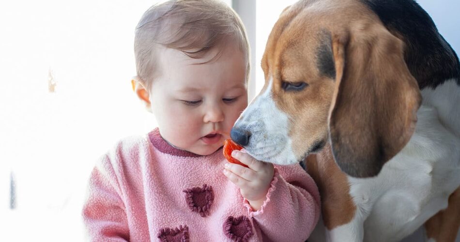 Cachorro pode comer tomate cru? Descubra aqui