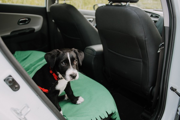 Cachorro pode ir no uber?