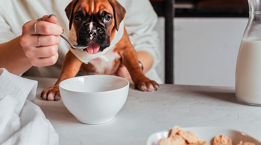 Cachorro pode tomar leite de soja? Confira se há benefícios