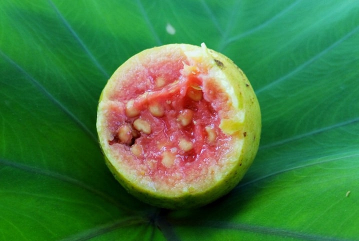 Cachorro pode tomar suco de goiaba ou é melhor comer a fruta?