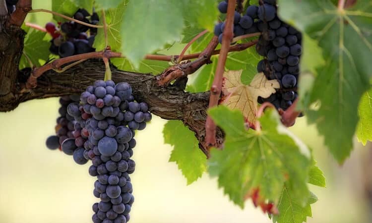 Cachorro pode tomar vinho? Descubra se a bebida alcoólica é permitida!