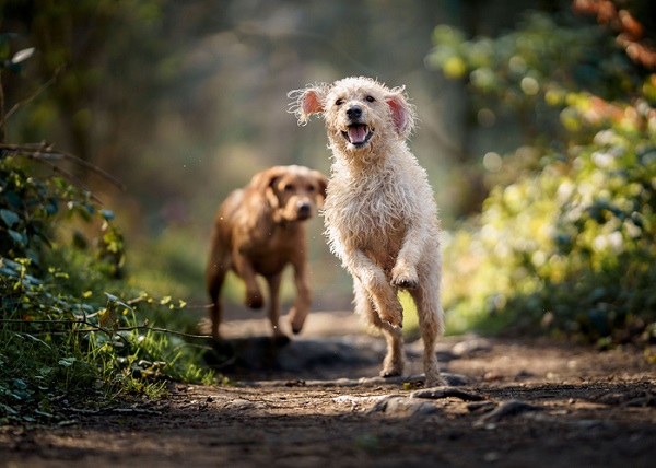 Cachorro pode voltar a andar?