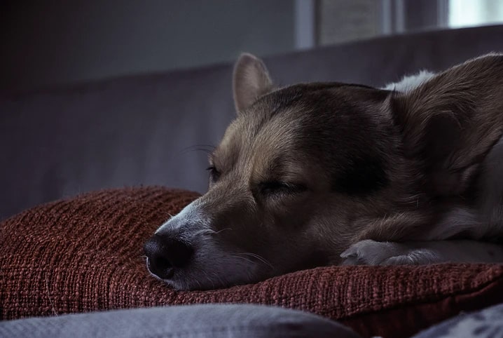 Cachorro tremendo quando dorme: causas e o que fazer