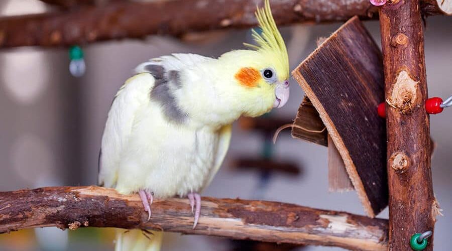 Calopsita pode comer maçã? Descubra aqui