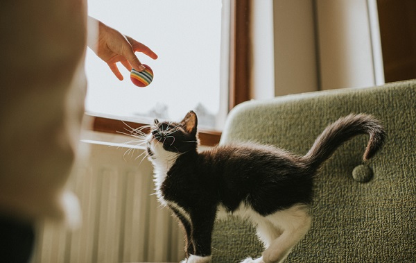 Como brincar com gato corretamente?