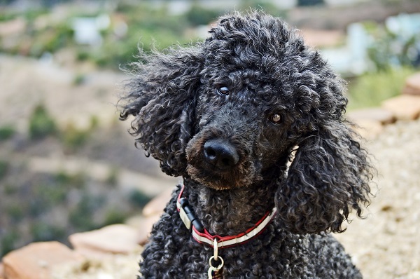 Como desembolar pelo de cachorro