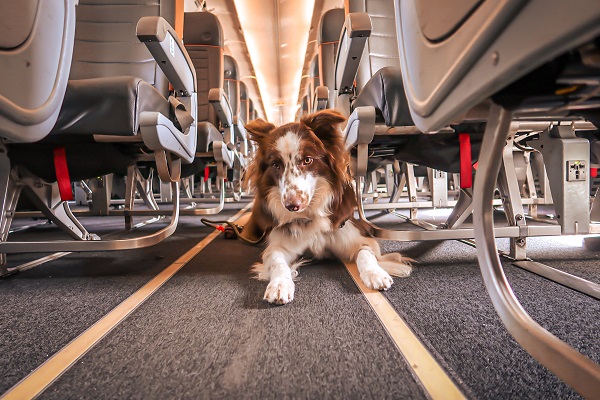 Como é viajar com cachorro no avião?